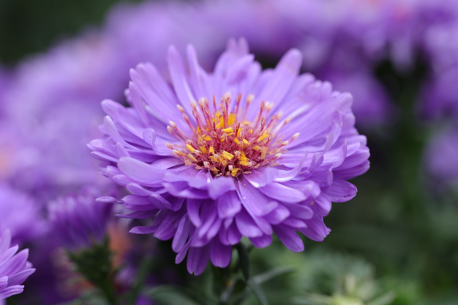 Canon EOS 80D sample photo. Aster, flowers, autumn photography