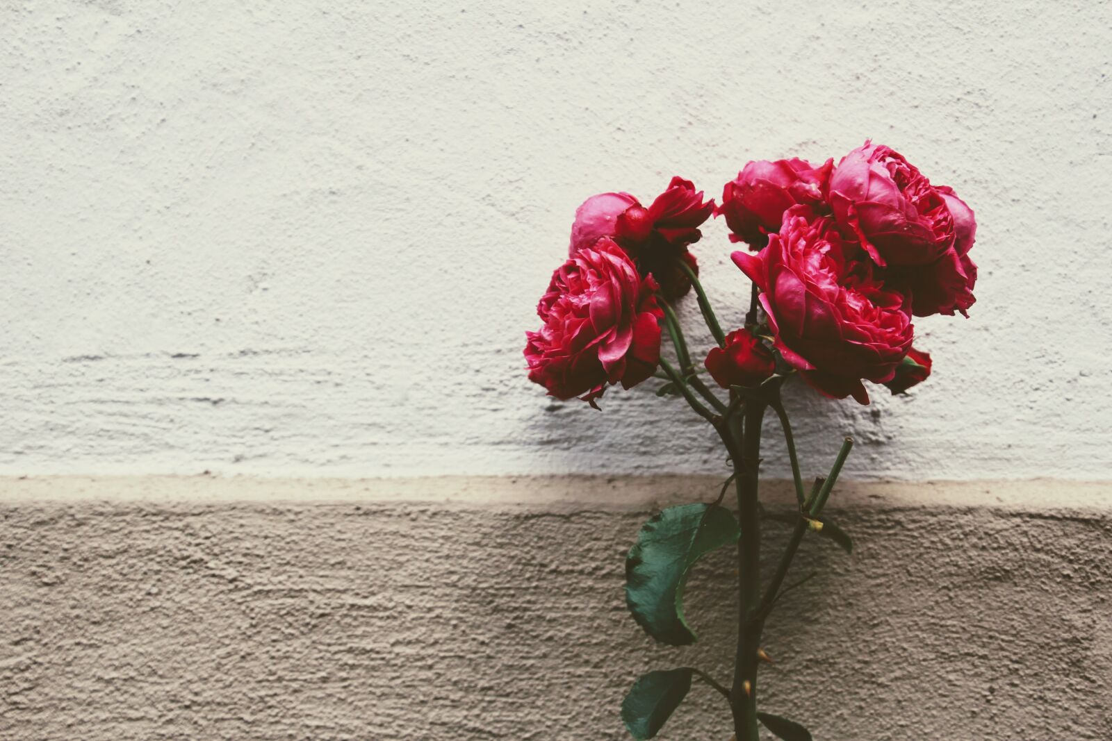 Canon EOS 60D sample photo. Flower, rose, deco photography