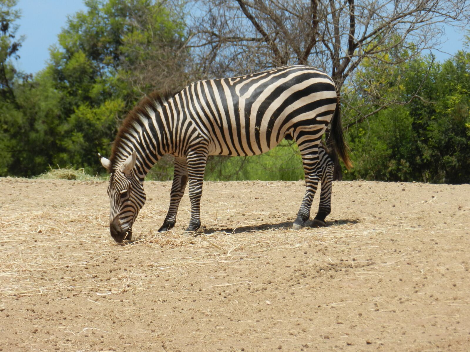 Nikon Coolpix P500 sample photo. Zebra, africa, zoo photography