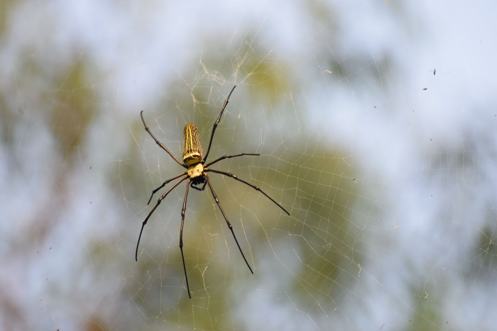 Nikon D5300 sample photo. Spider, outdoor, trees photography