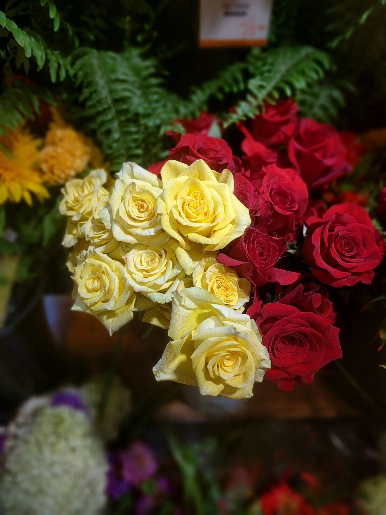 Google Nexus 6P sample photo. Roses, white, flowers photography