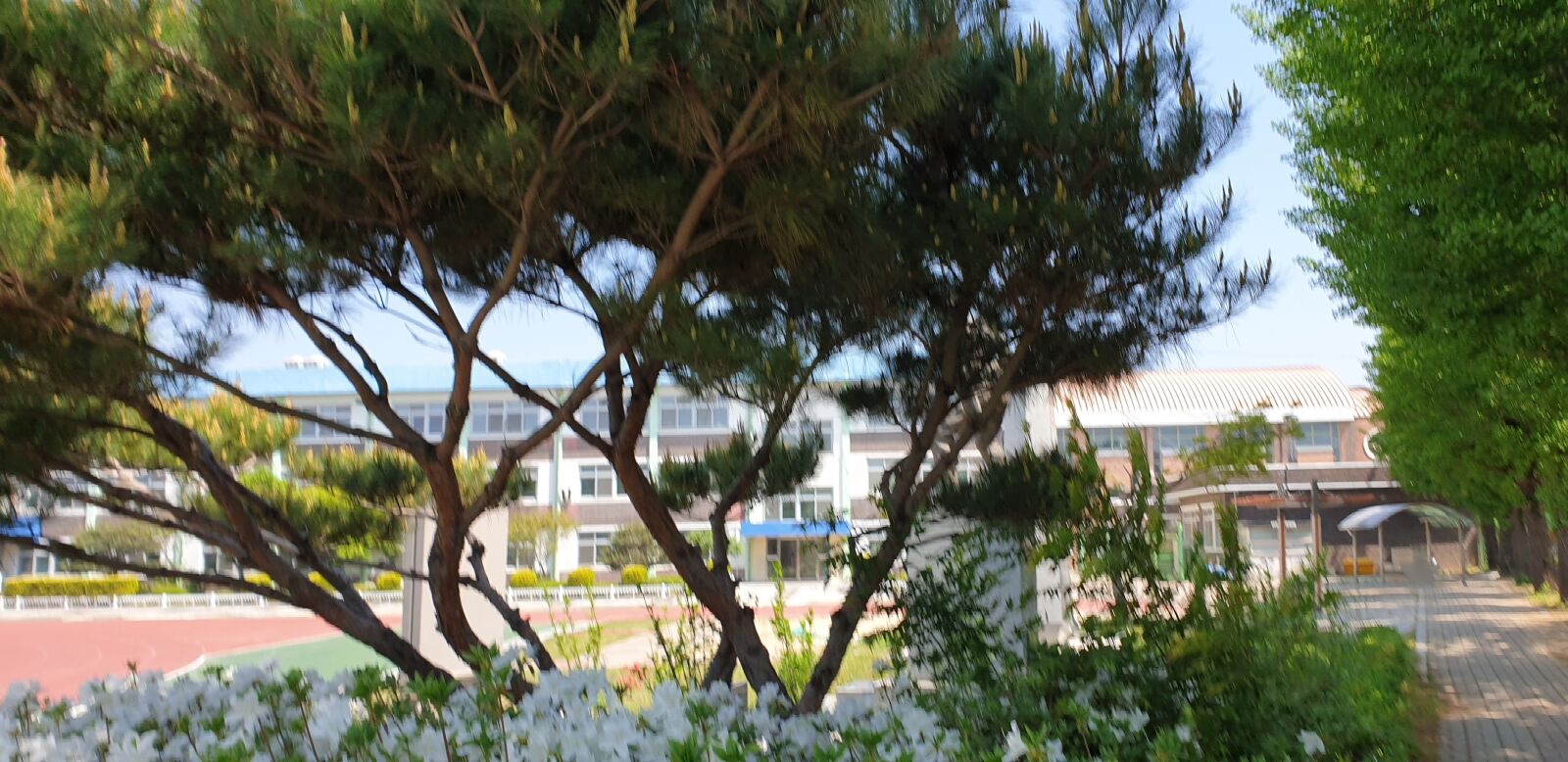 Samsung Galaxy Note9 sample photo. School, wood, summer photography