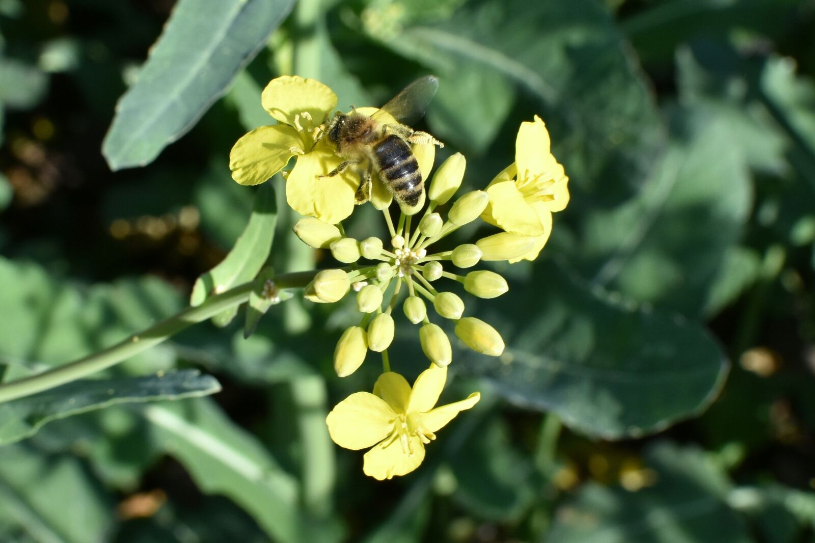 Nikon D7200 sample photo. Rapeseed, oil, biofuel photography