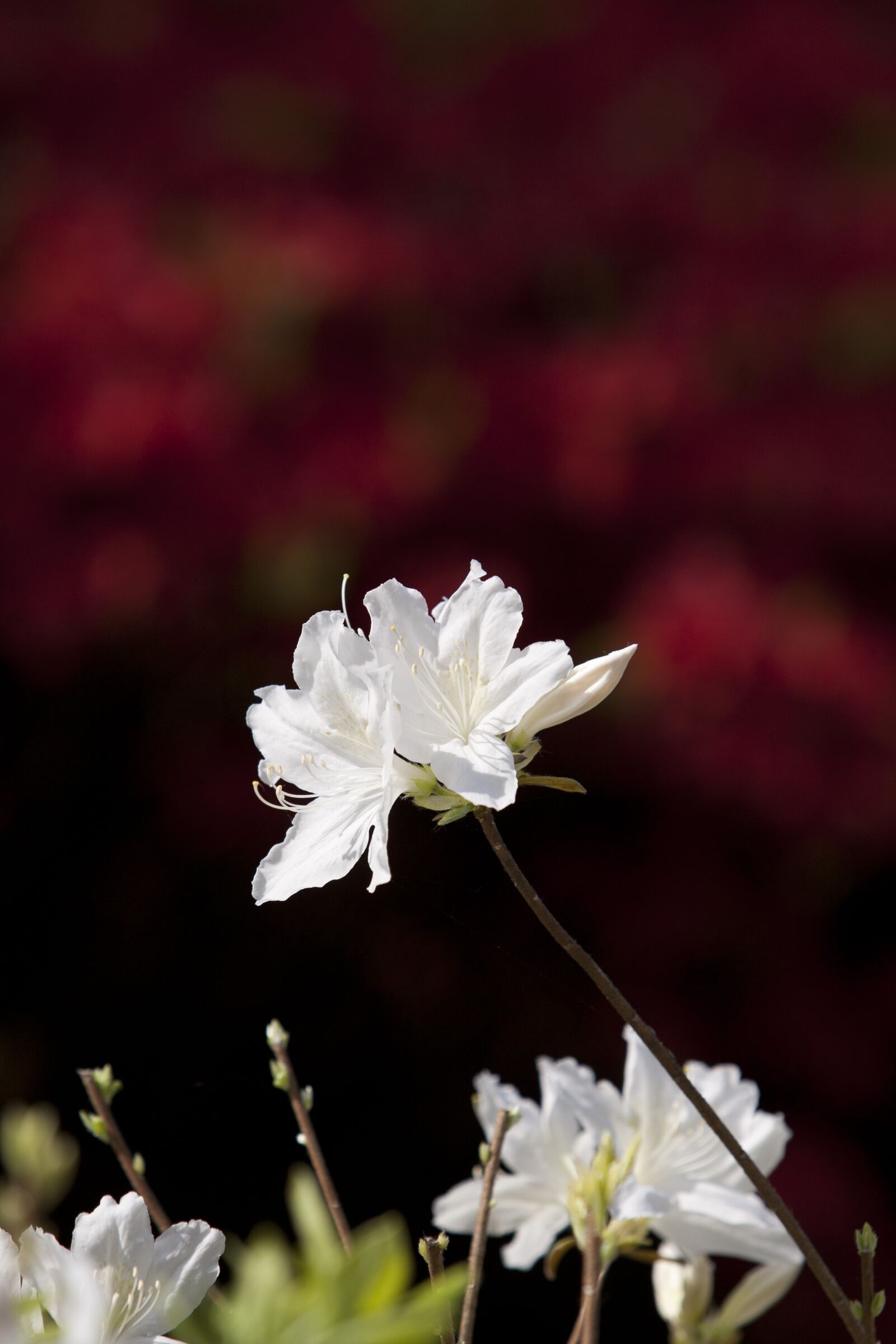 Canon EOS 5D sample photo. Nature, wood, backlight photography