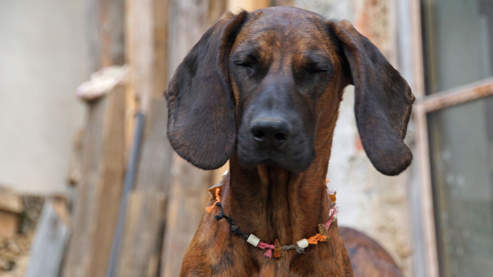 Sony ILCA-77M2 + DT 18-270mm F3.5-6.3 SSM sample photo. Hanoverian bloodhound, dogs, breeding photography