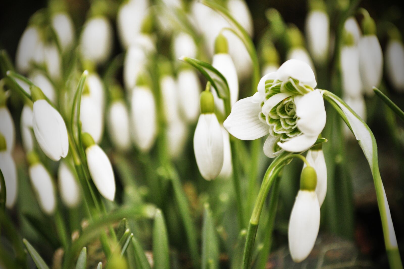 Nikon D5000 sample photo. Snowdrop, snowdrops, spring photography