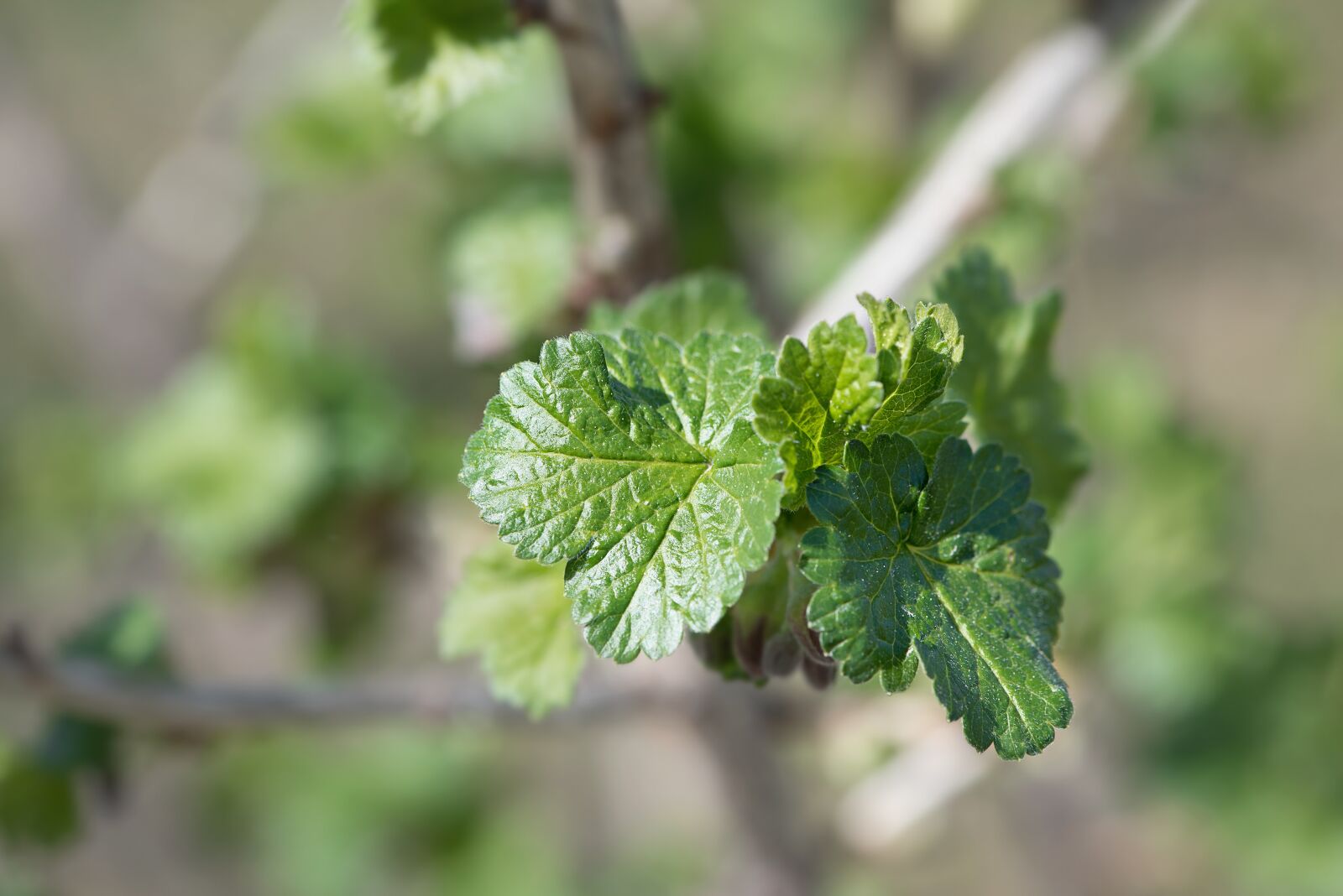Nikon D750 sample photo. Leaves, branch, engine photography
