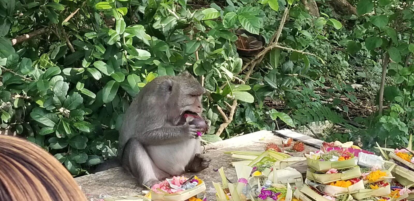 Samsung Galaxy S8+ sample photo. Bali, monkey, nature photography