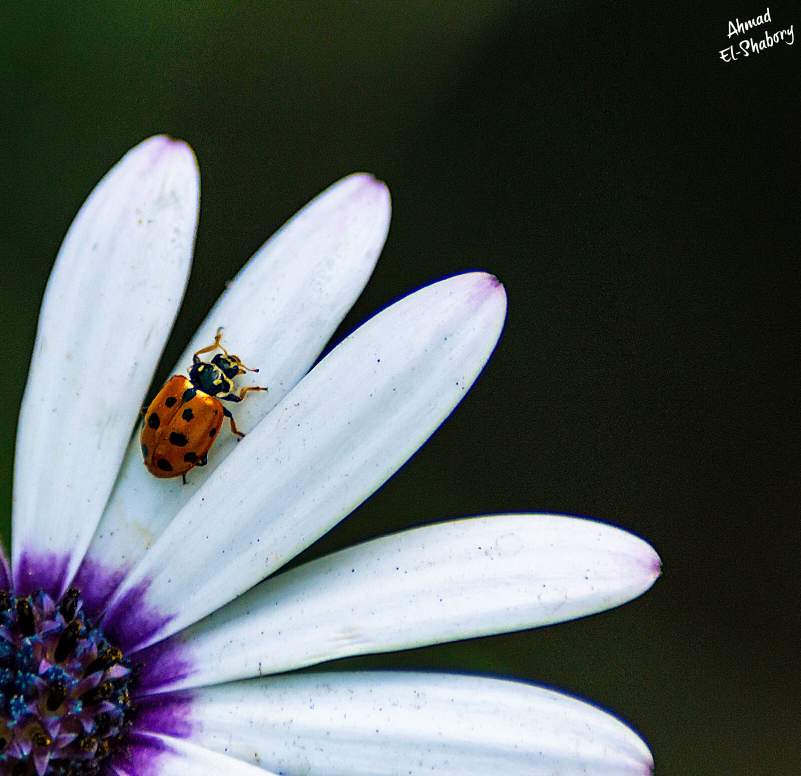 Nikon D3200 + Sigma 50-150mm F2.8 EX APO DC HSM II + 1.4x sample photo. Bug, flowers, ladybug, nature photography