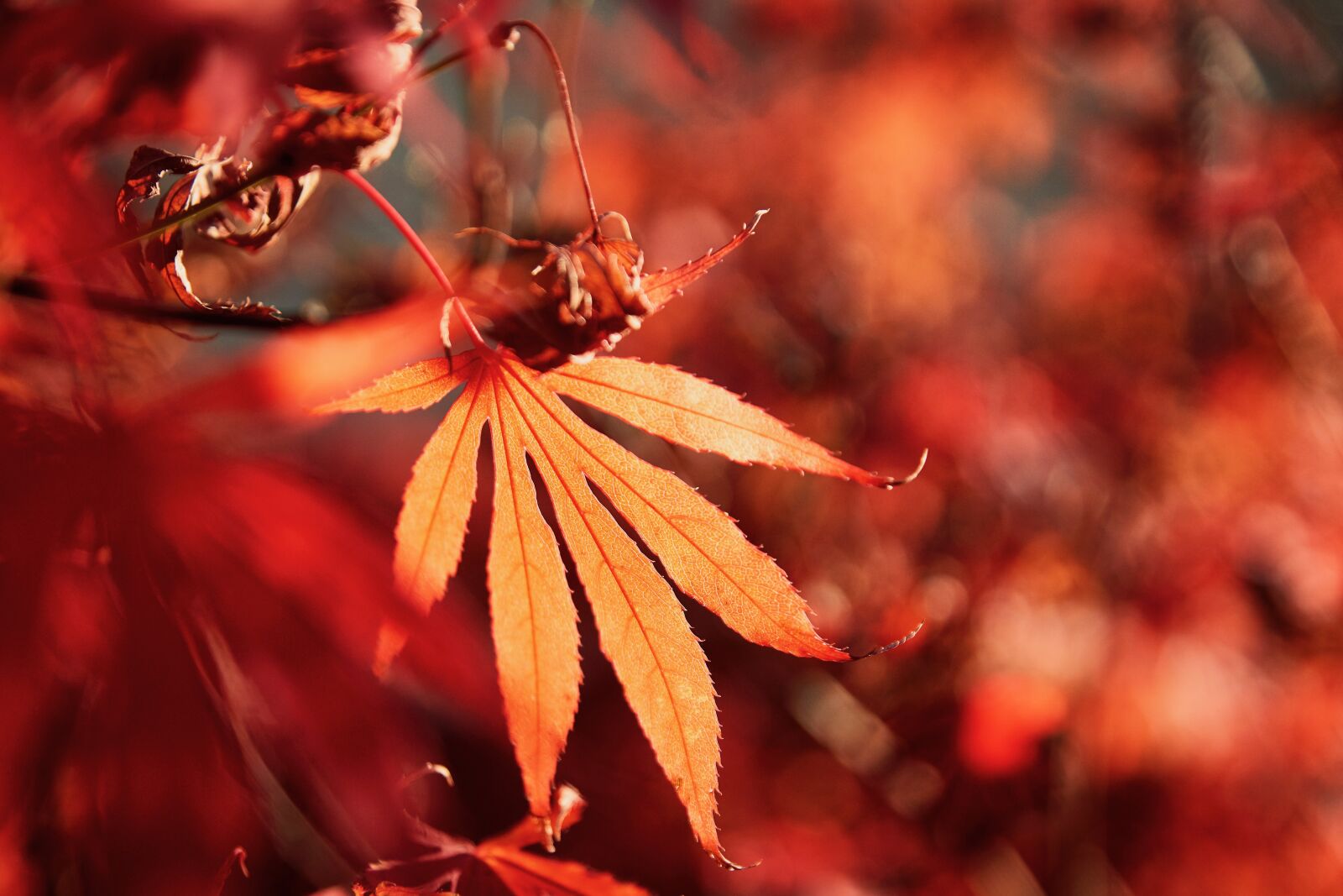 Sony SLT-A77 + Sony DT 16-50mm F2.8 SSM sample photo. Japan, maple, autumn photography