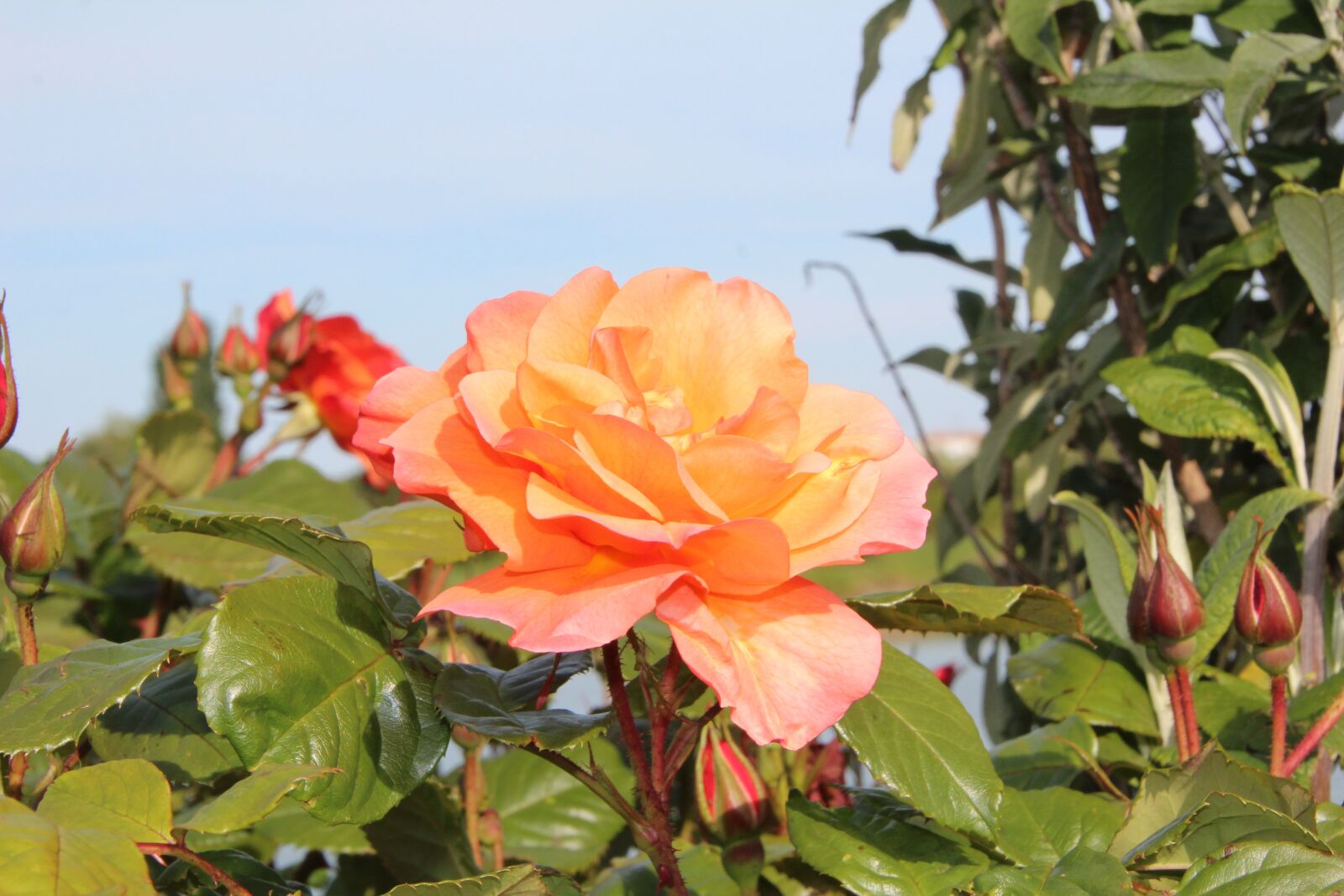 Canon EOS 600D (Rebel EOS T3i / EOS Kiss X5) sample photo. Pink, rosebush, garden photography