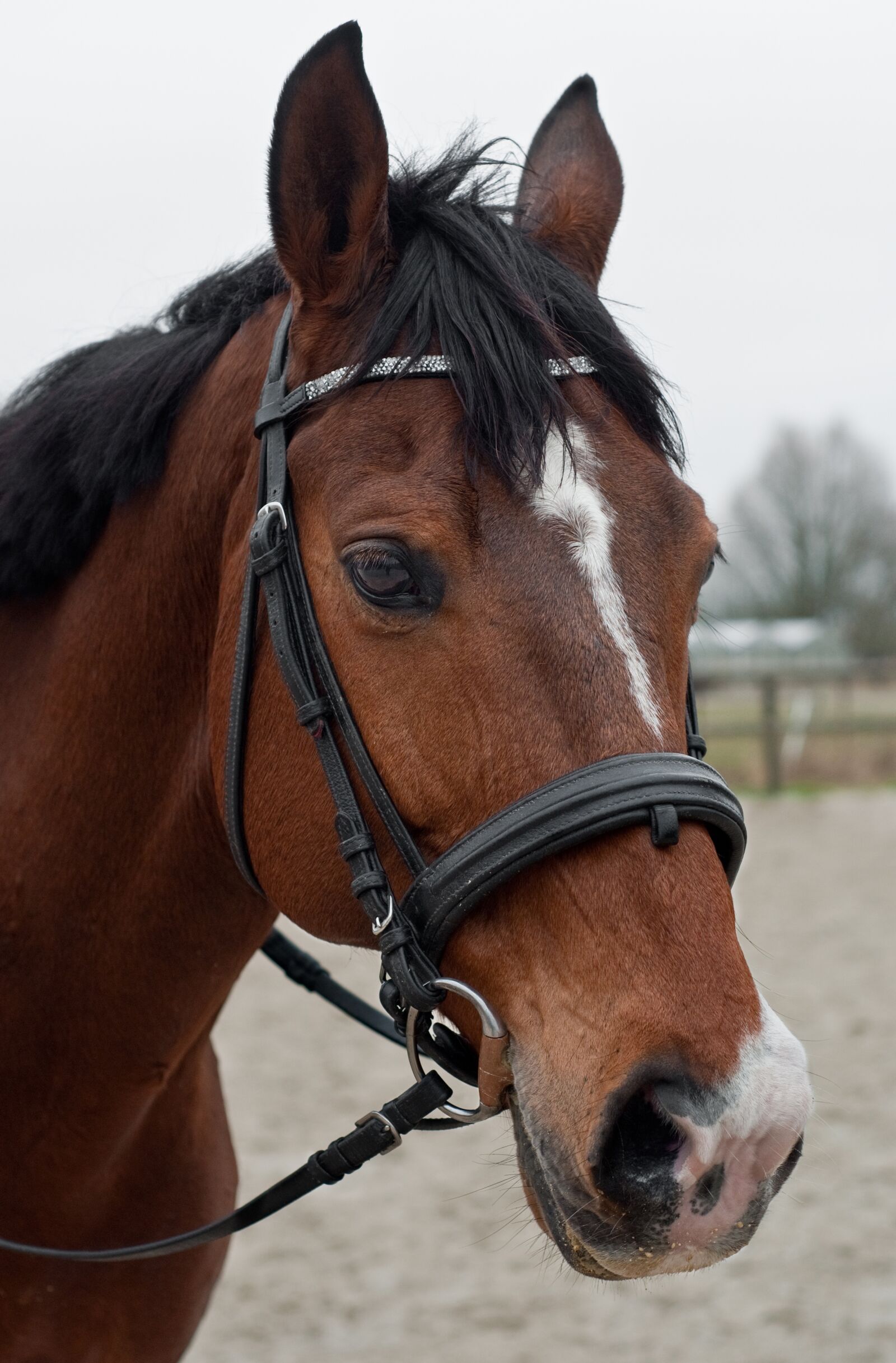 Nikon D300 sample photo. Horse, head, portrait photography