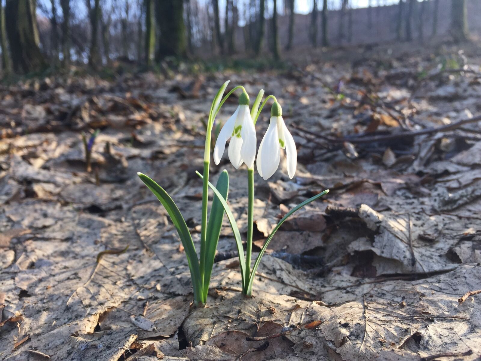 Apple iPhone 6 sample photo. Snowdrop, spring, forest photography