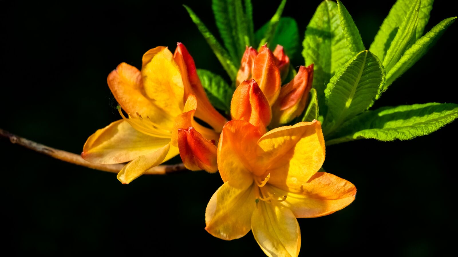 Panasonic Lumix DMC-GH4 sample photo. Nature, flower, no one photography