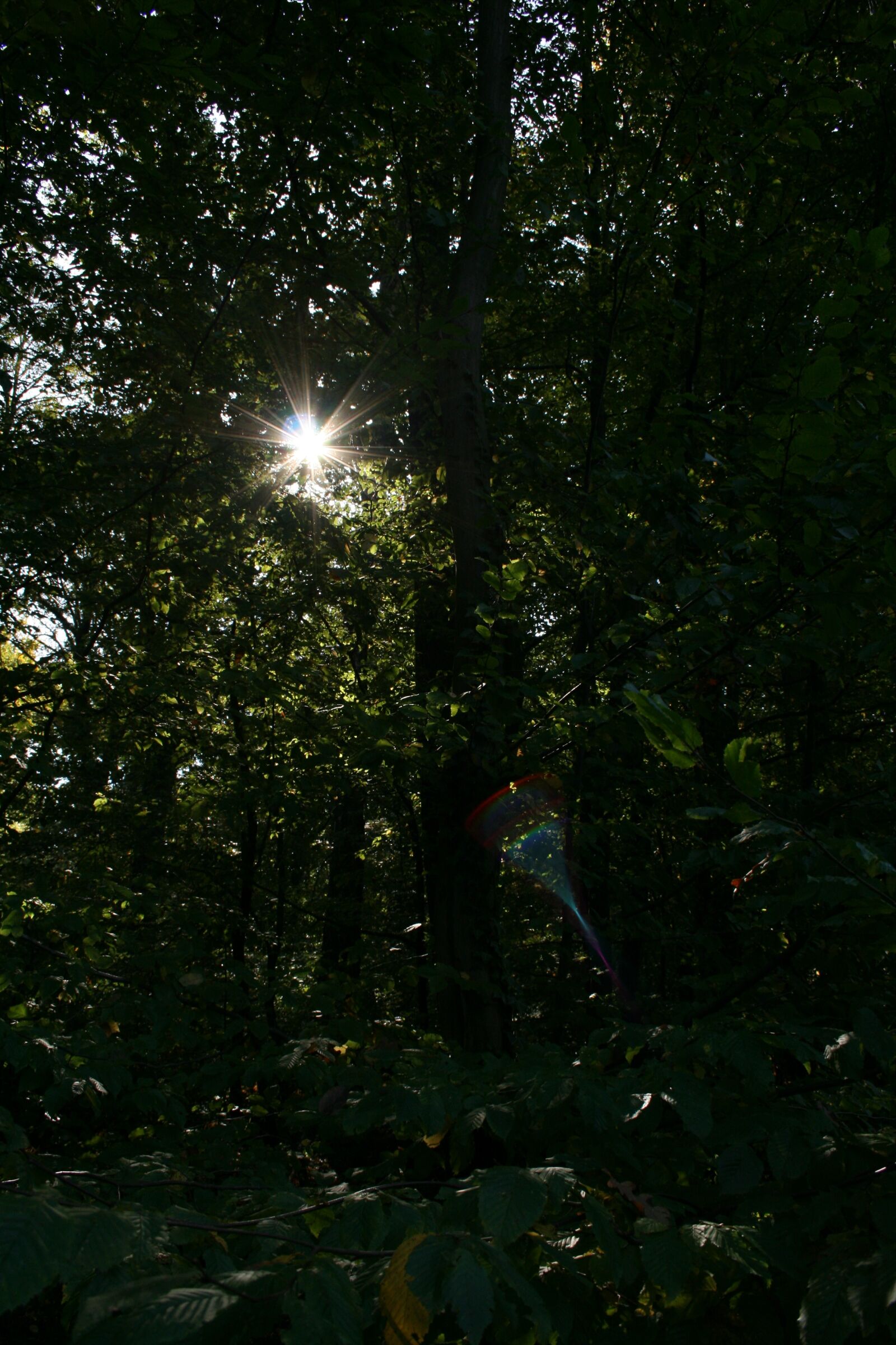 Canon EOS 400D (EOS Digital Rebel XTi / EOS Kiss Digital X) sample photo. Forest, sun, trees photography