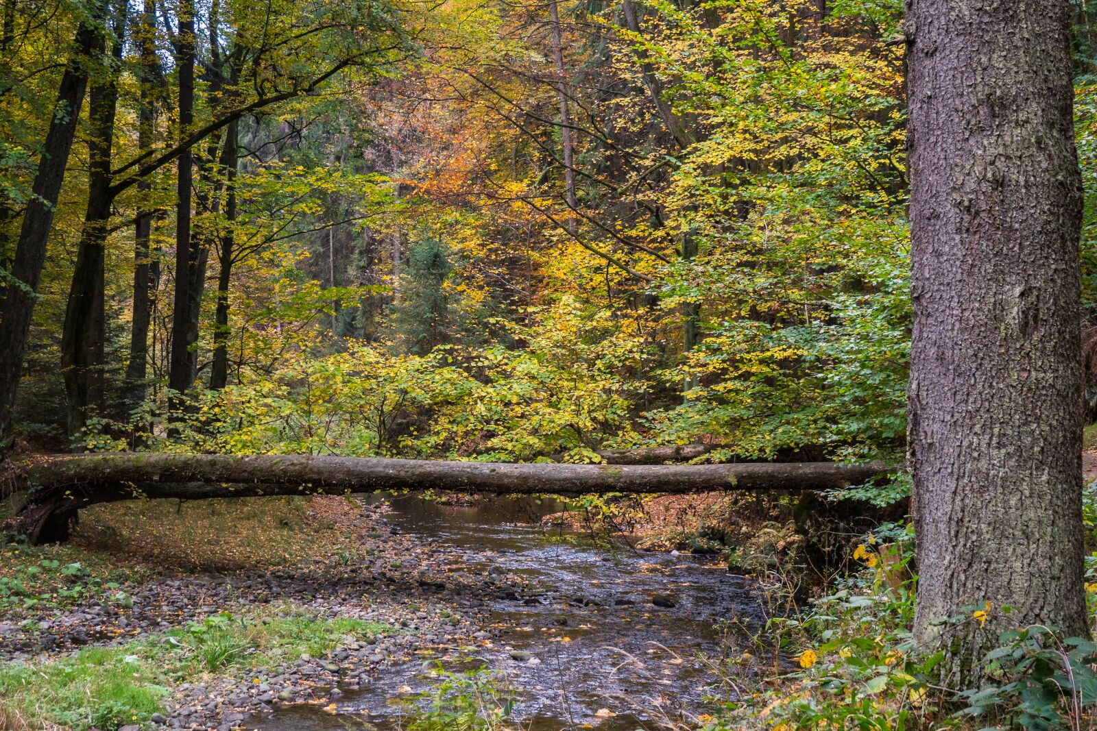 Sony Cyber-shot DSC-RX10 IV sample photo. Forest, autumn, saxon switzerland photography