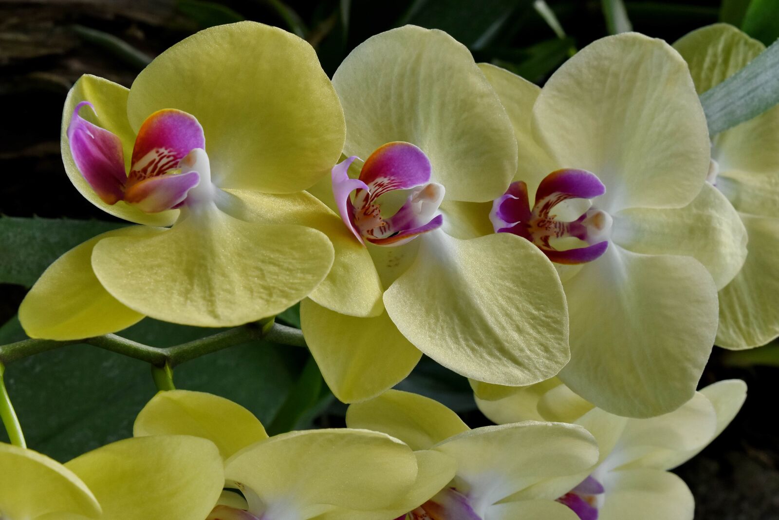 Nikon D5500 sample photo. Orchid, rain forest, petal photography