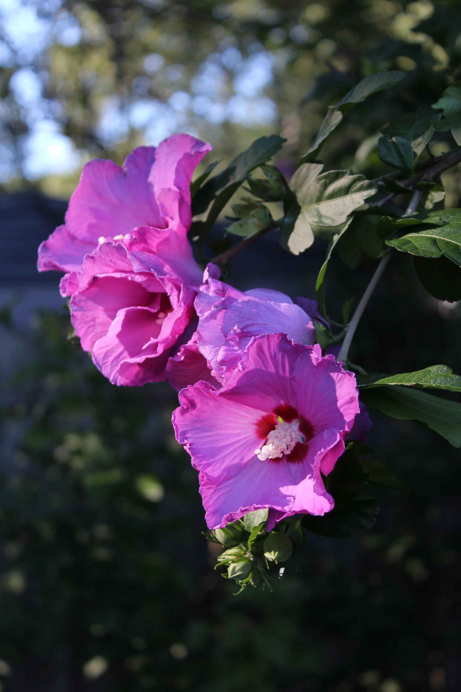 Canon EOS 1200D (EOS Rebel T5 / EOS Kiss X70 / EOS Hi) sample photo. Rose of sharon, flower photography