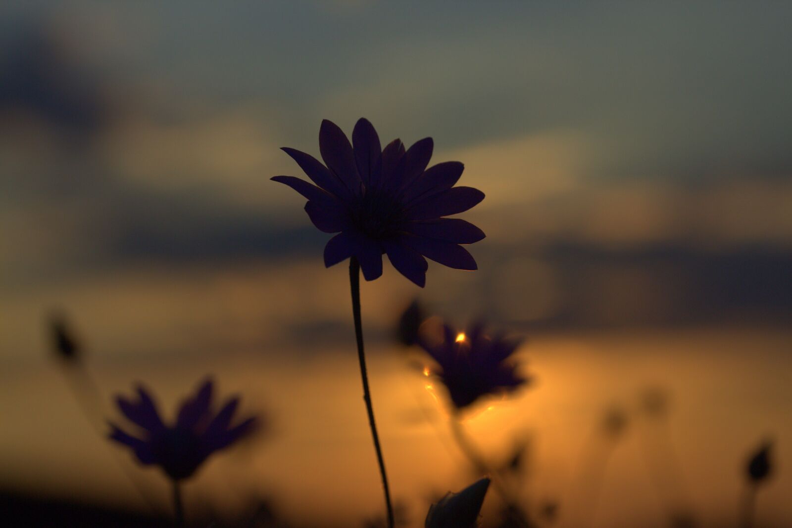 Canon EF-S 60mm F2.8 Macro USM sample photo. Flowers, camp, sunset photography