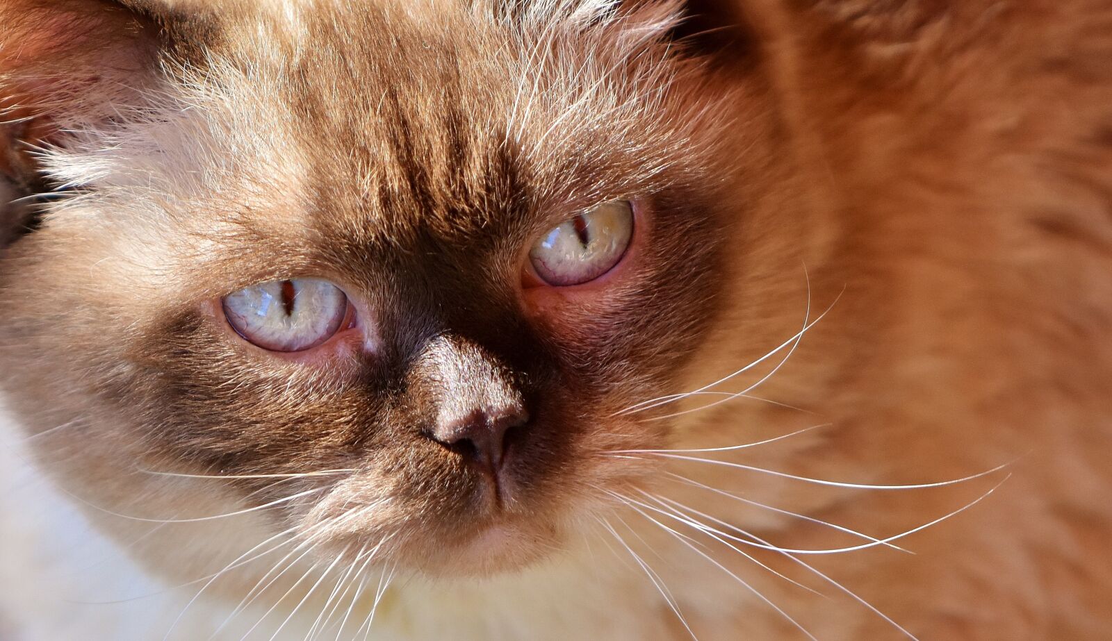 Nikon D7200 sample photo. British shorthair, cat, cute photography