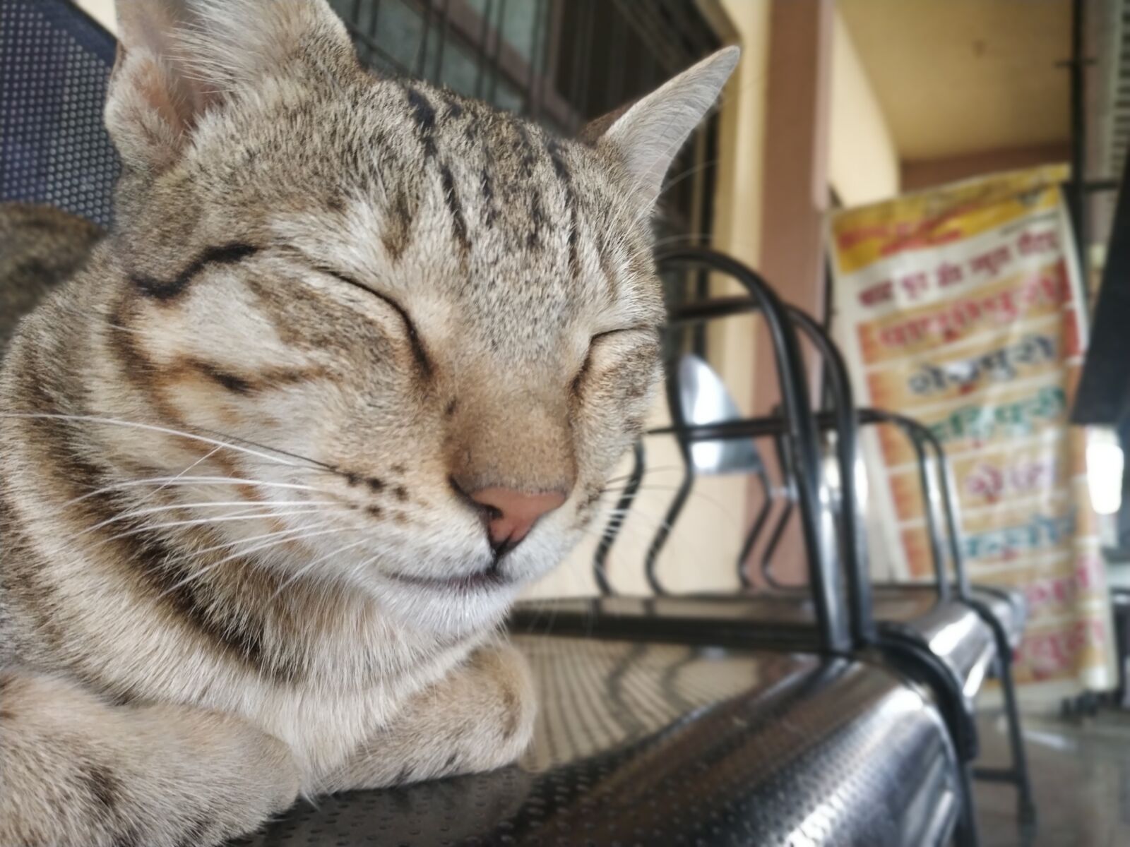 Xiaomi Redmi Note 5 Pro sample photo. Cat, lovecats, catlover photography