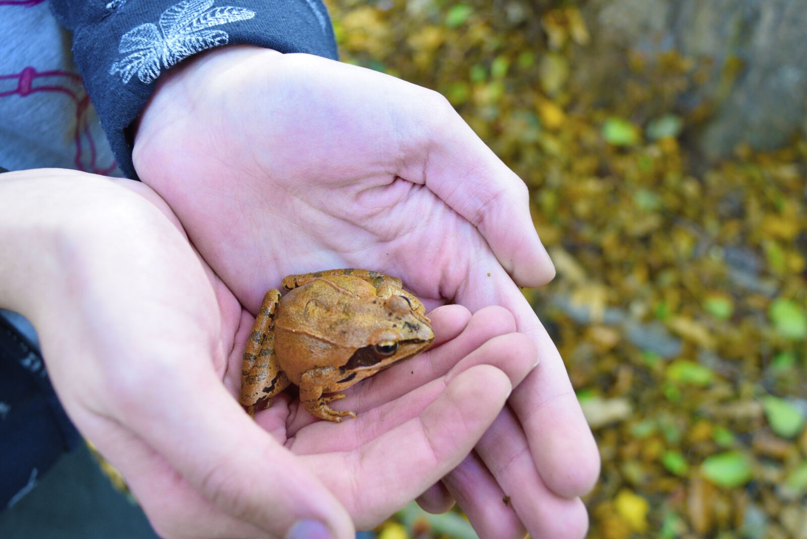 Nikon D3300 sample photo. Frog, nature, animal photography