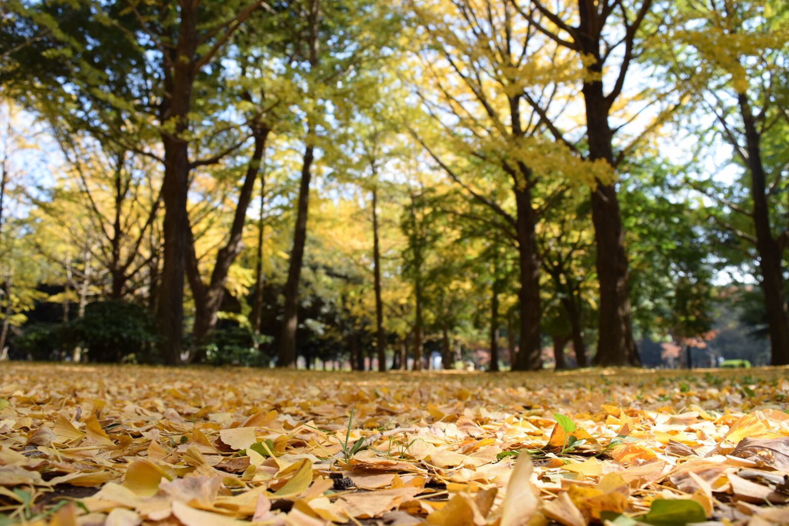 Nikon D5300 sample photo. Autumn, park, japan photography