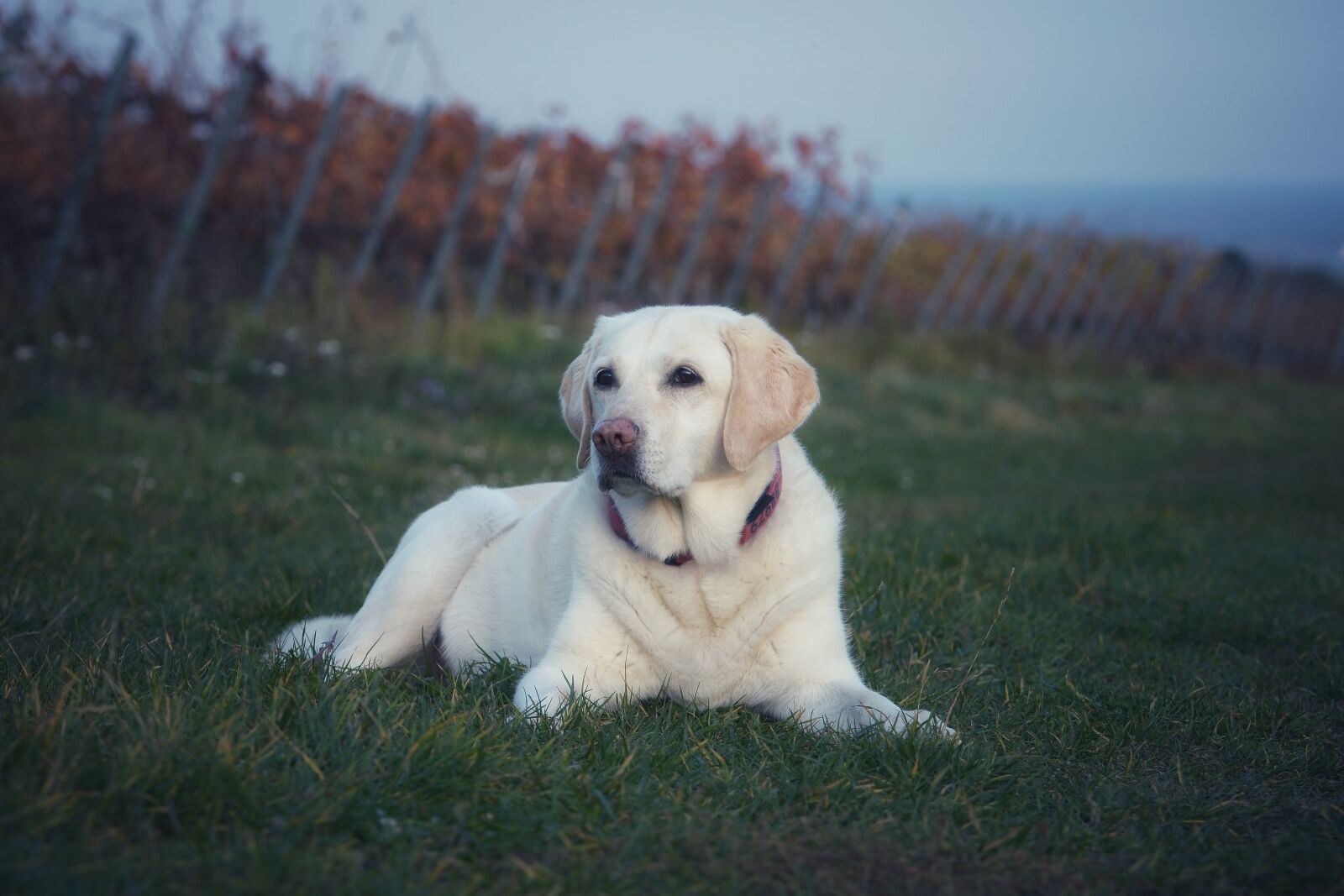 Nikon D7100 sample photo. Dog, cute, grass photography