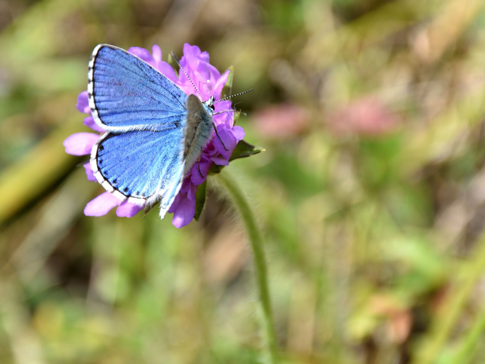 Nikon D5500 sample photo. Butterfly, flower, common blue photography