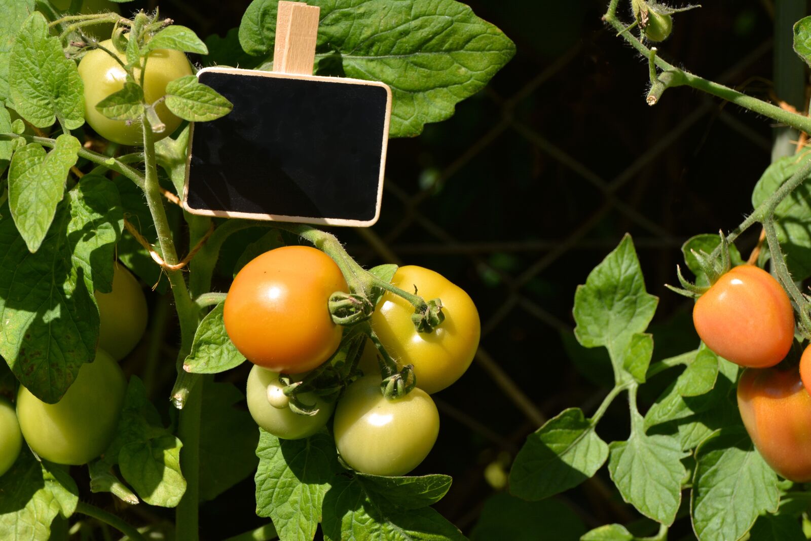 Nikon D5200 sample photo. Tomatoes, tomato shrub, mature photography