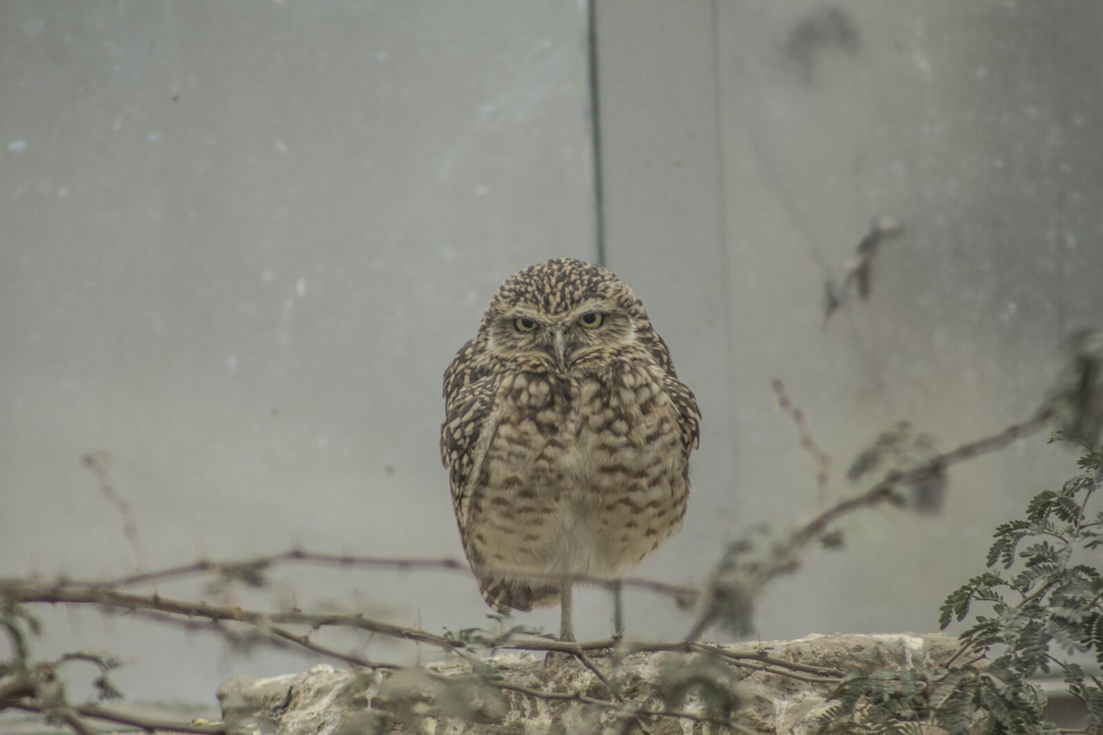 Canon EF 75-300mm f/4-5.6 sample photo. Owl, zoo, burrowing photography