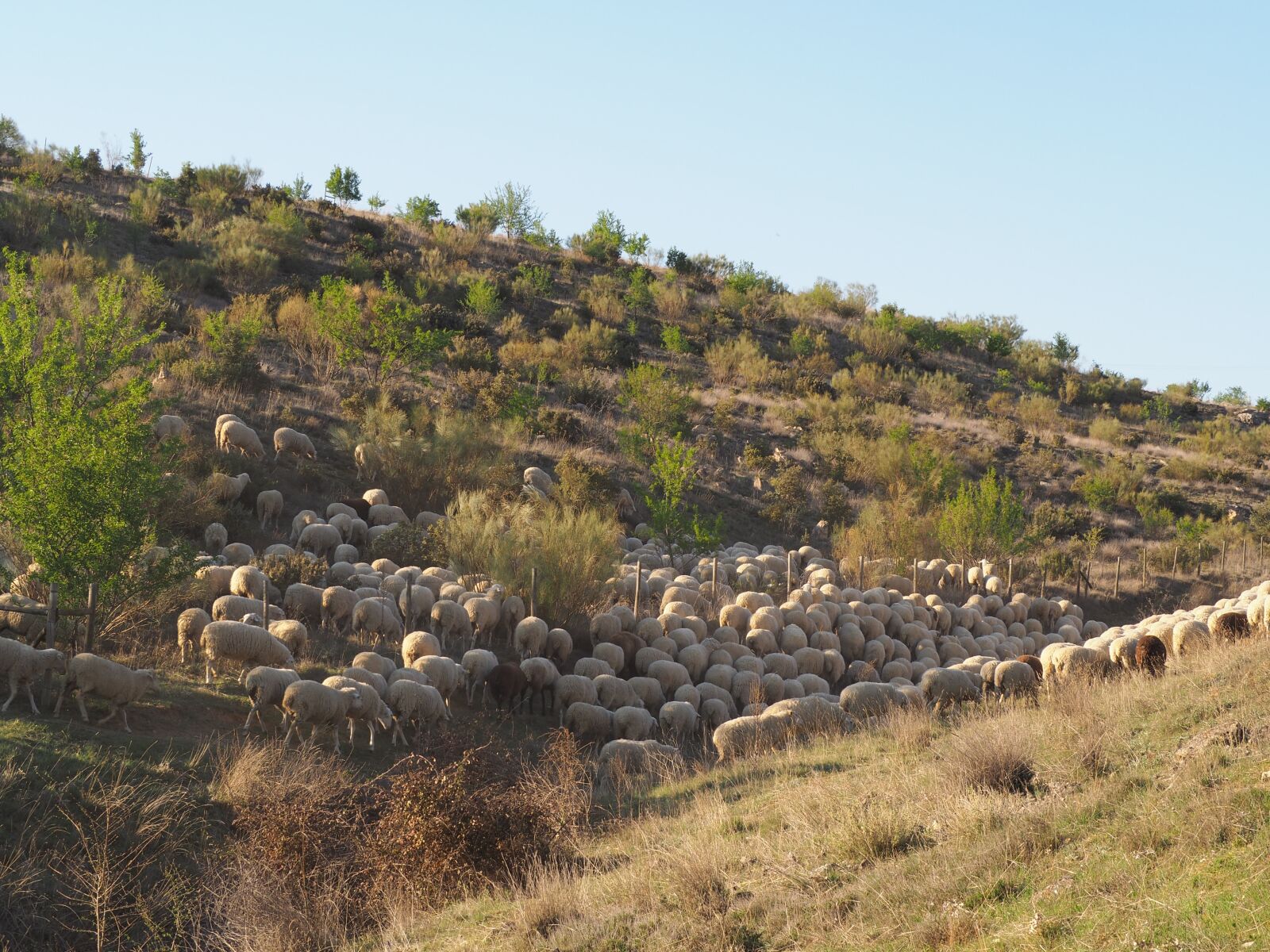 Olympus OM-D E-M10 II sample photo. Segovia, sheep, field photography