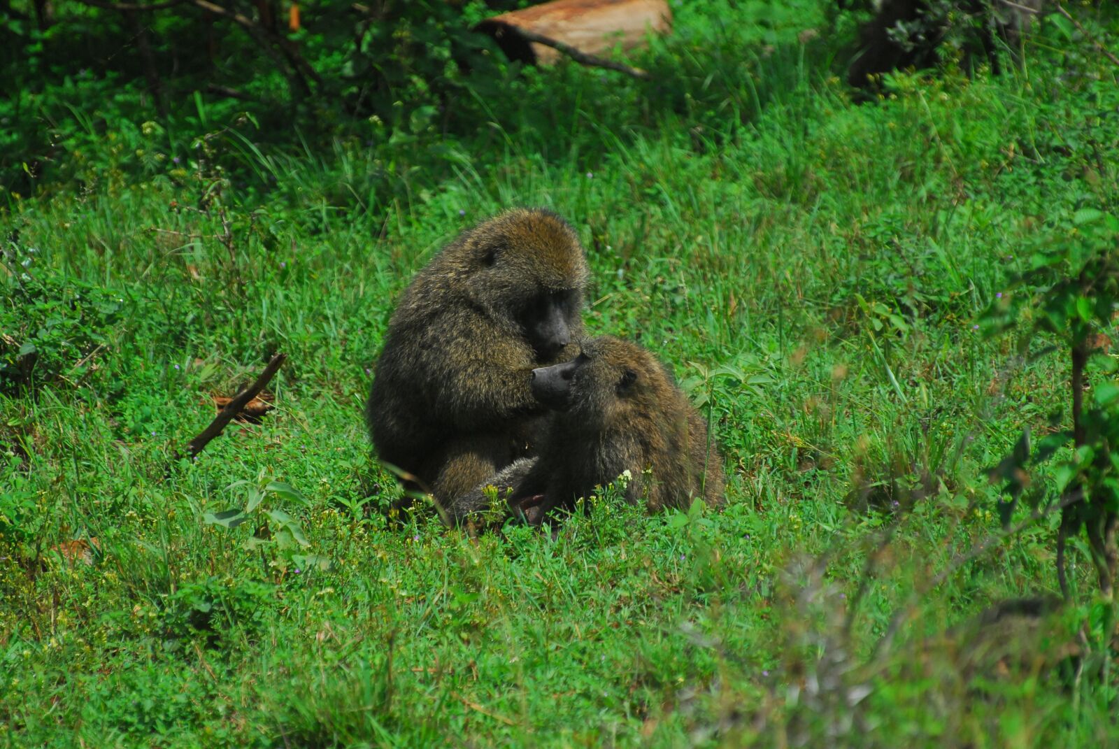 Nikon D200 sample photo. Baboon, baboons, monkey photography