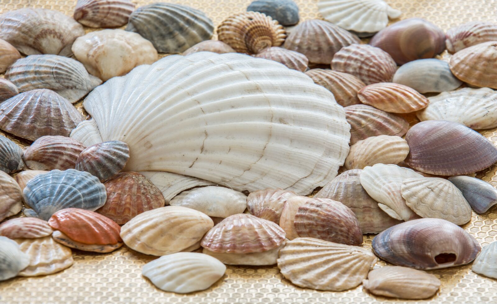 Nikon D7200 sample photo. Sea shells, shells, sea photography
