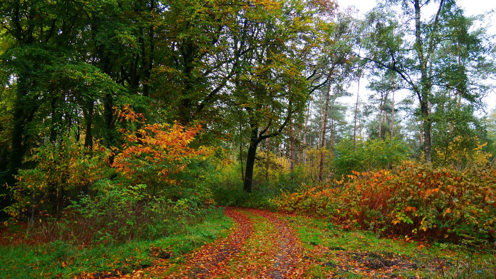Panasonic Lumix DMC-G85 (Lumix DMC-G80) sample photo. Autumn, forest, trees photography
