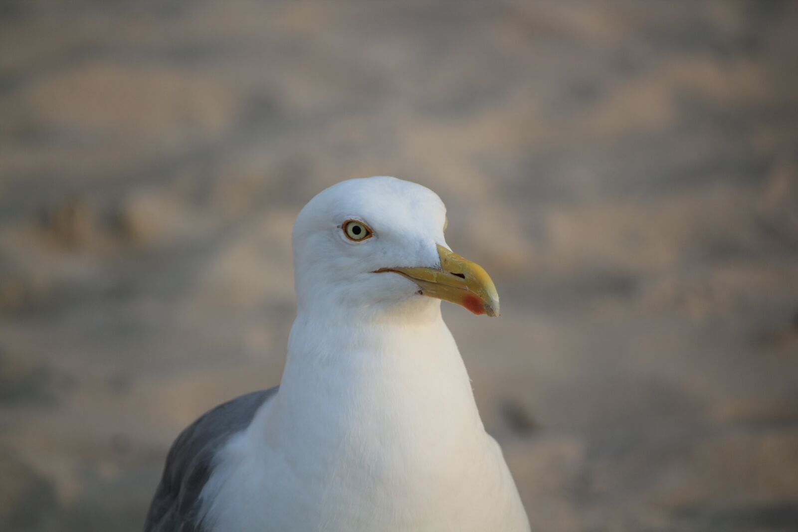 Canon EOS 550D (EOS Rebel T2i / EOS Kiss X4) sample photo. Seagull, white, portrait photography