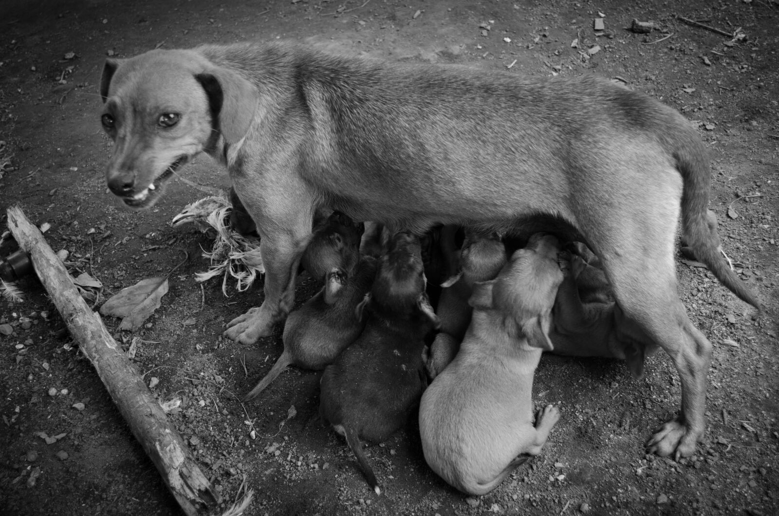 Nikon D5100 sample photo. Mother, dog, pet photography