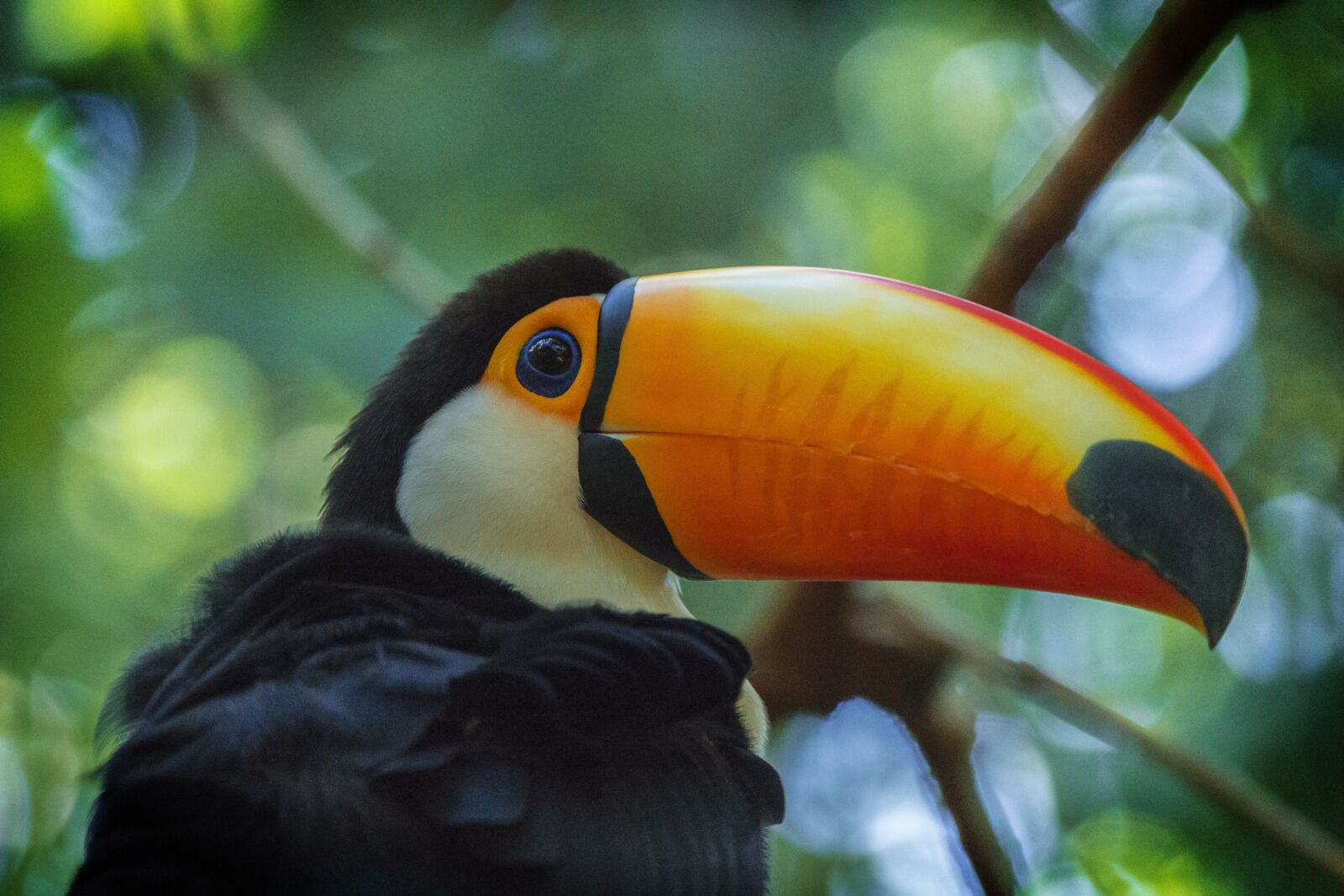 Canon EOS 60D sample photo. Animals, birds, nature photography