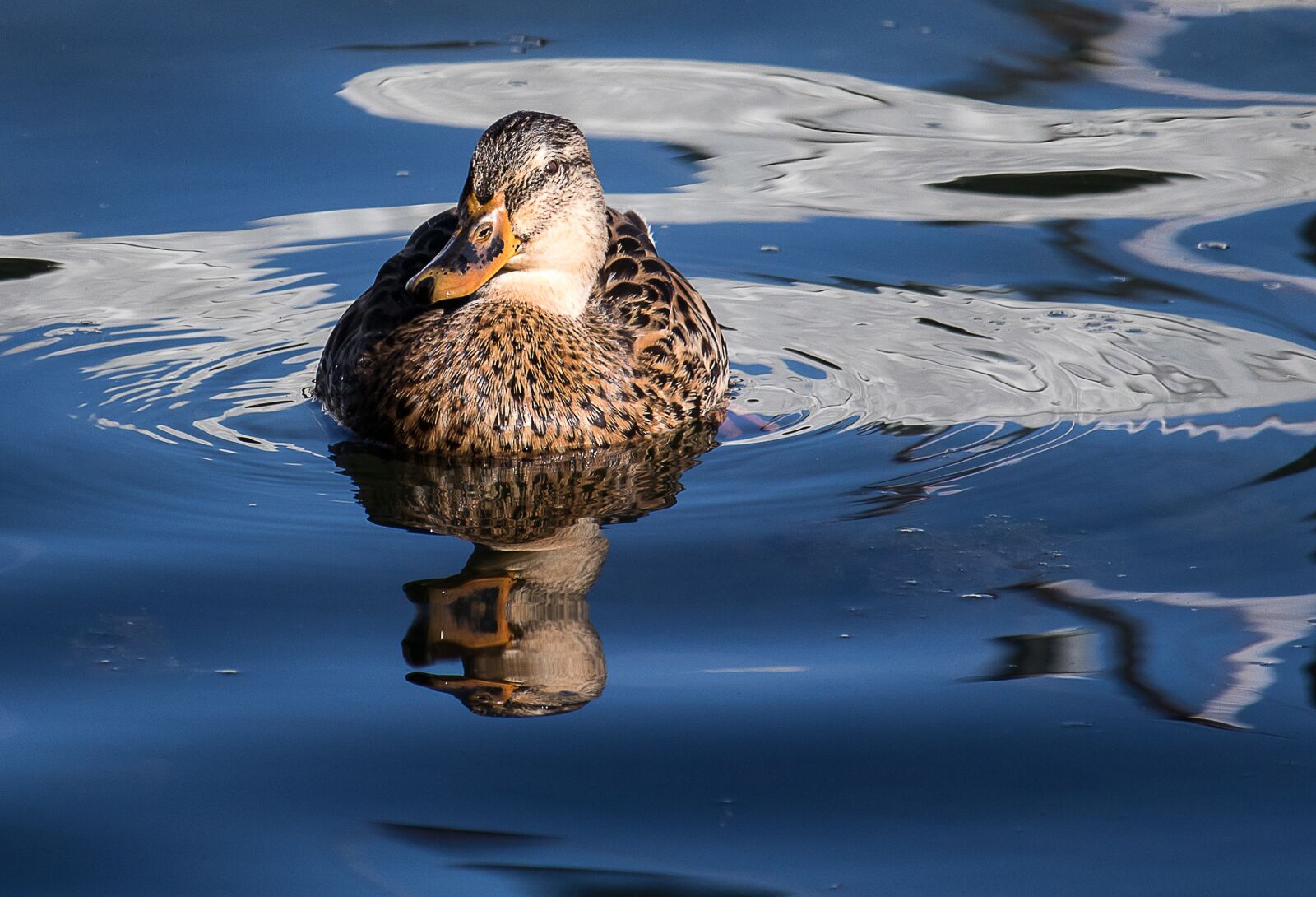 Canon EF-S 55-250mm F4-5.6 IS STM sample photo. Mallard, animal, water bird photography