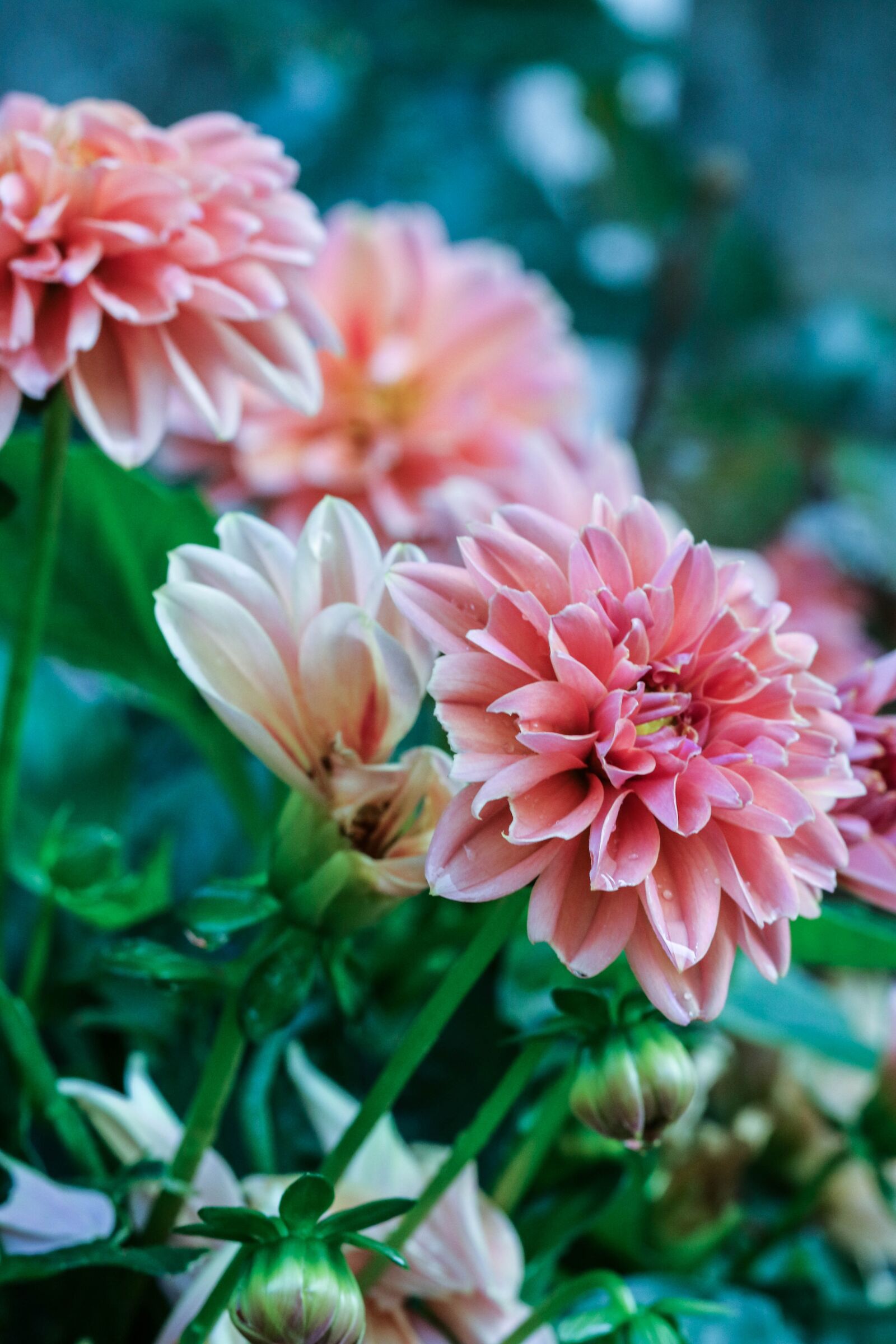 Canon EOS 7D Mark II sample photo. Pink, flower, garden flower photography