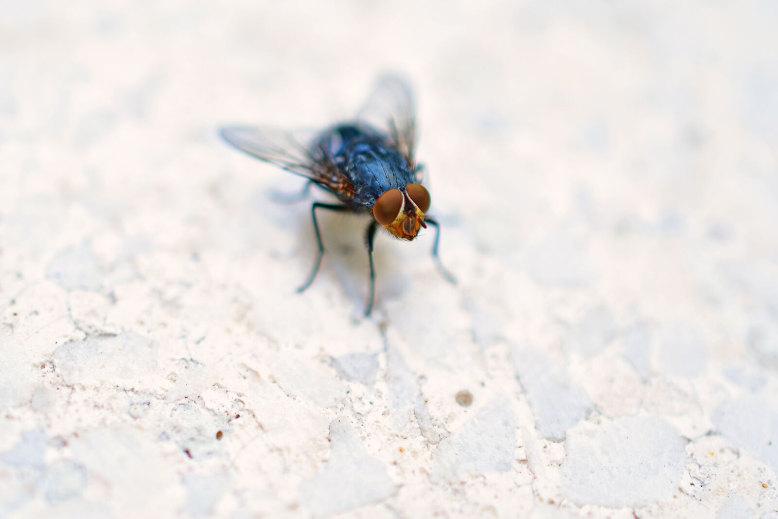 Nikon D7500 sample photo. Flies insect, flies eyes photography