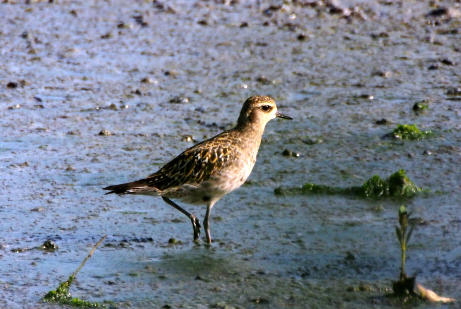 Olympus OM-D E-M1 sample photo. Pacific golden plover, wild photography