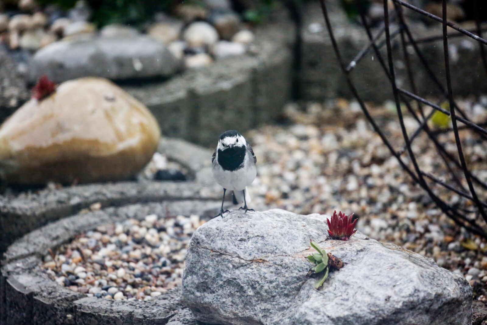 Canon EF 100-400mm F4.5-5.6L IS USM sample photo. White wagtail, bird, nature photography
