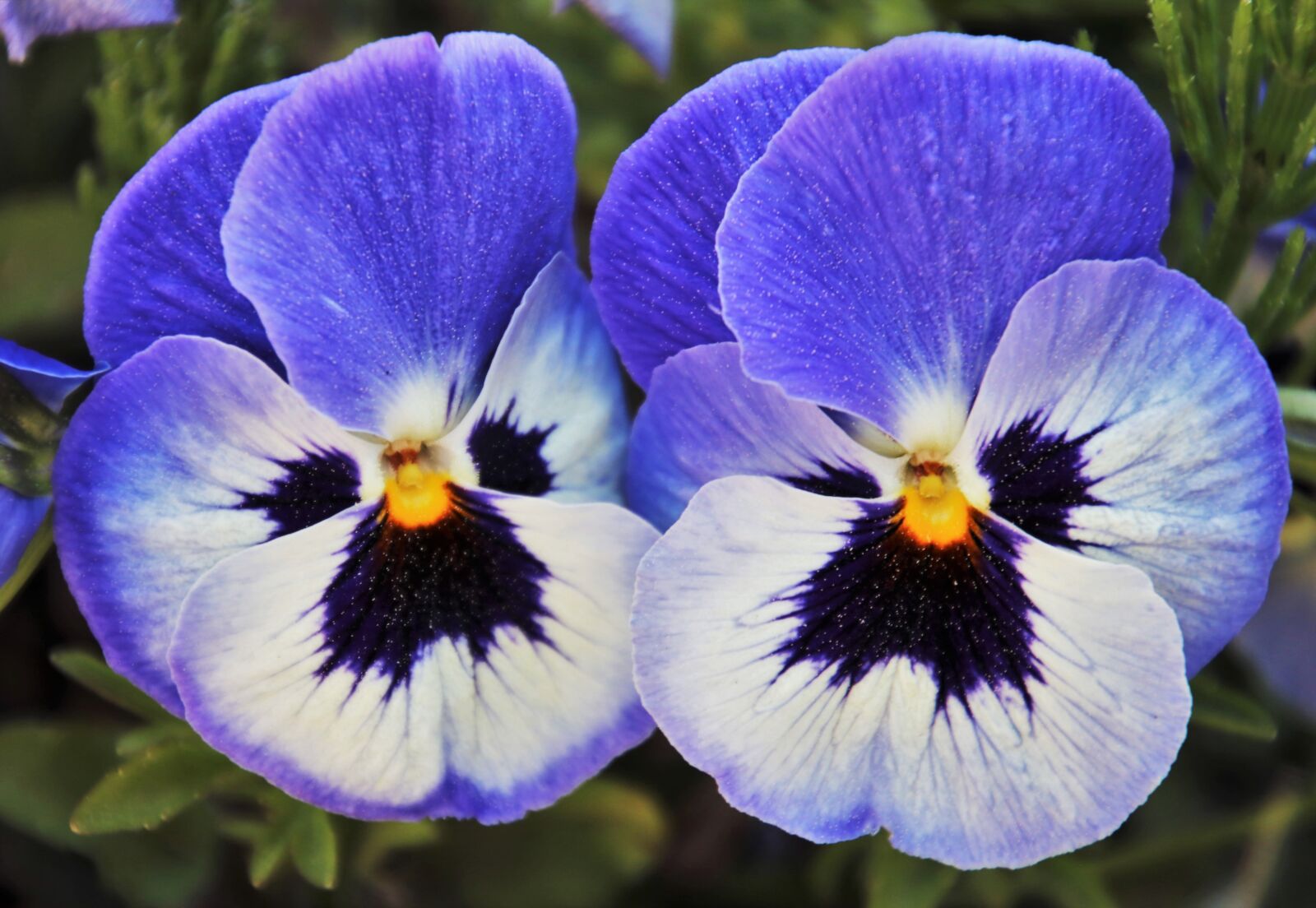 Canon EOS 80D sample photo. Pansy, mauve, blooming photography