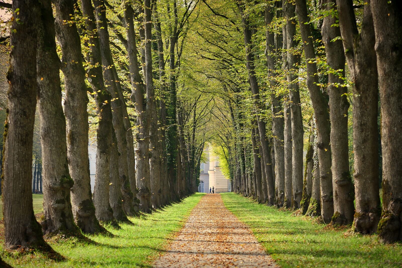 Panasonic Lumix DMC-GX8 sample photo. Avenue, away, chiemsee photography