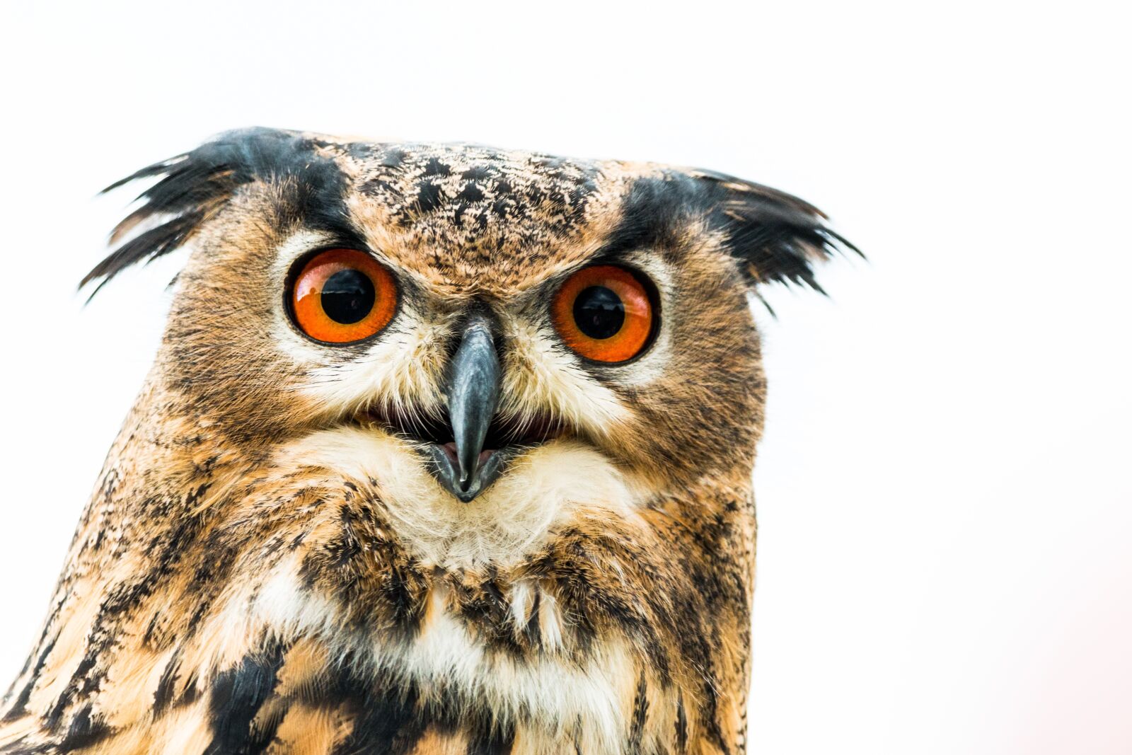 150-600mm F5-6.3 DG OS HSM | Contemporary 015 sample photo. Eagle owl, bubo bubo photography