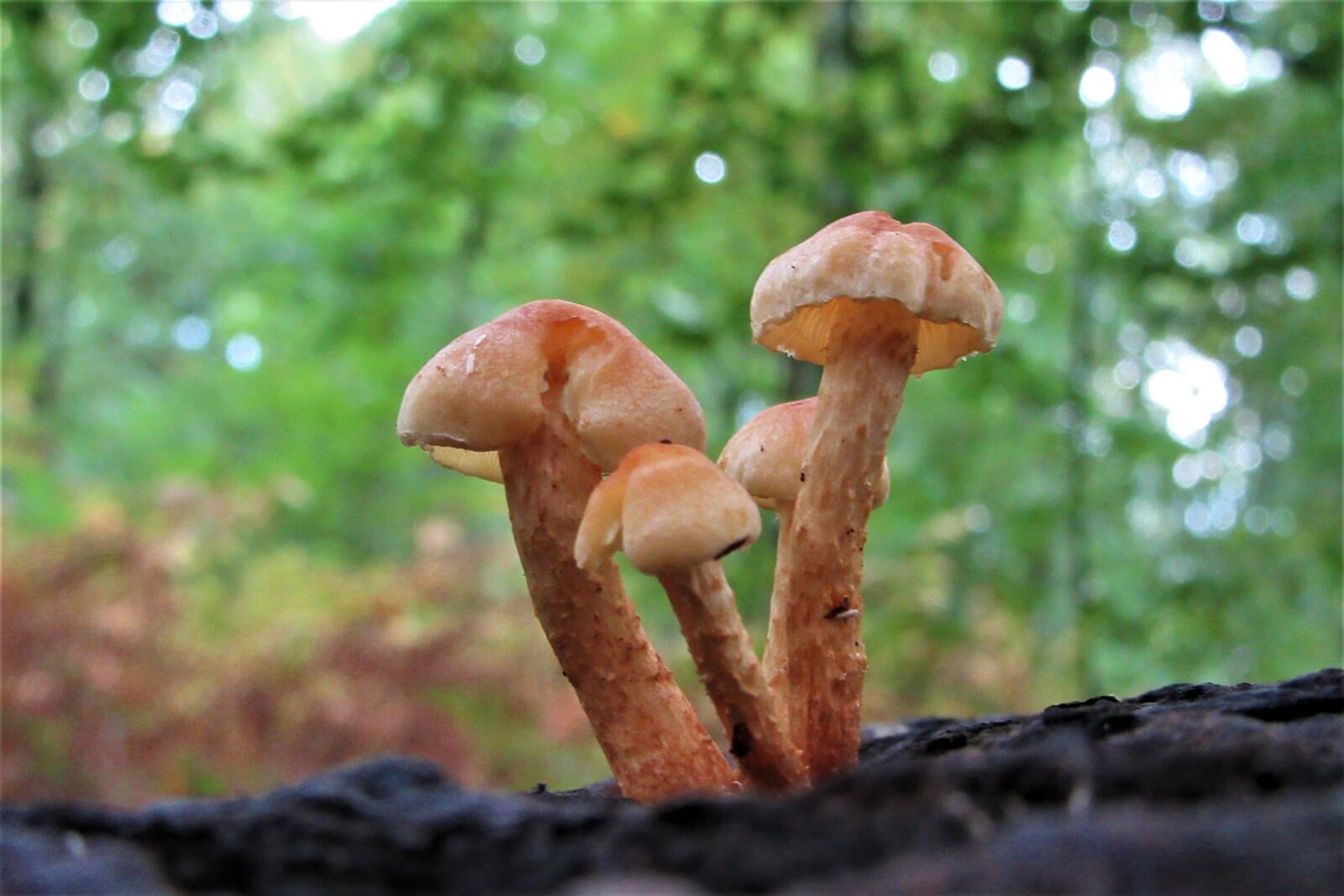 Canon PowerShot SX610 HS sample photo. Mushroom, hiking, autumn photography