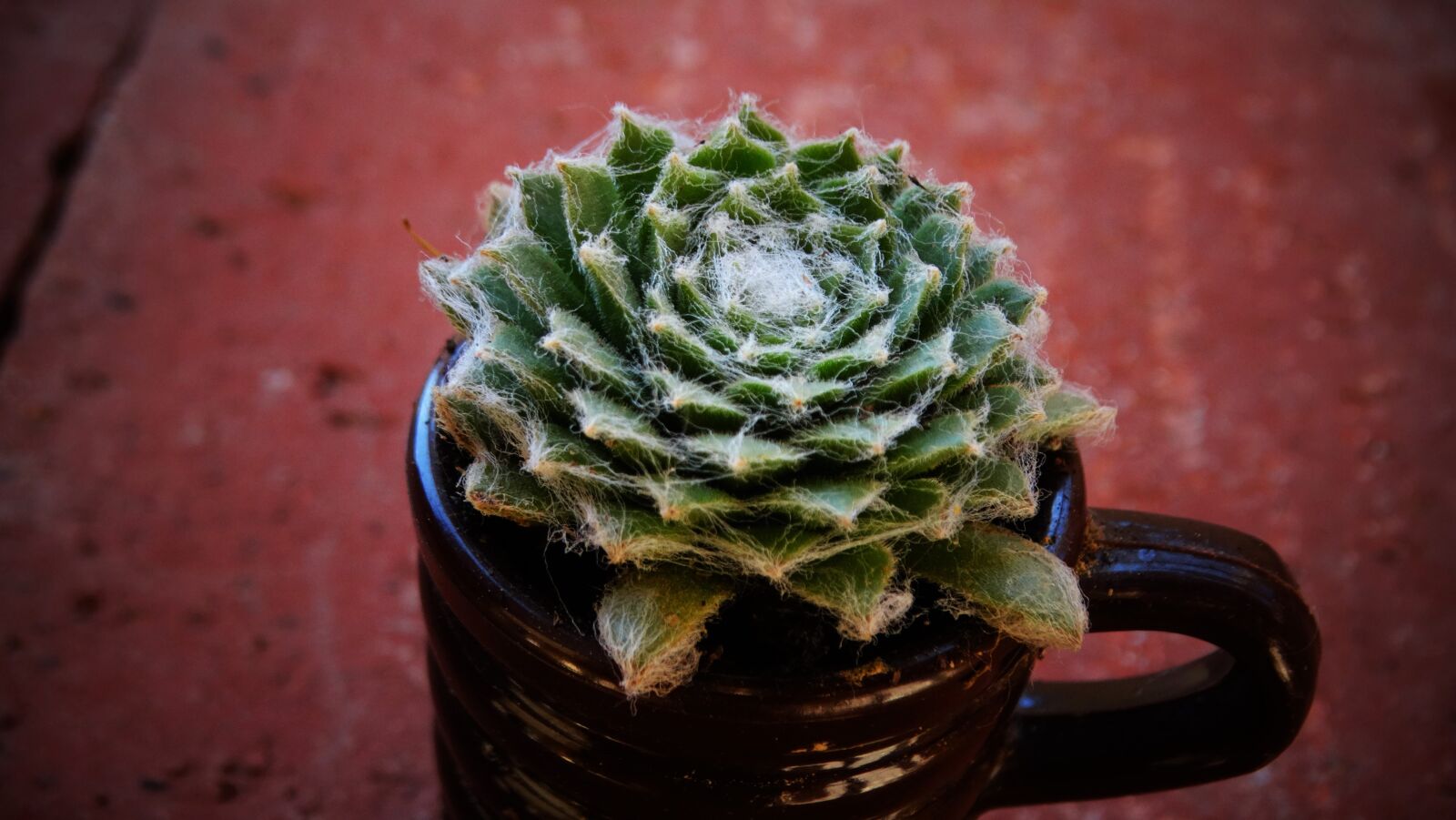 Sony Cyber-shot DSC-HX300 sample photo. Succulent, houseleek, thick sheet photography