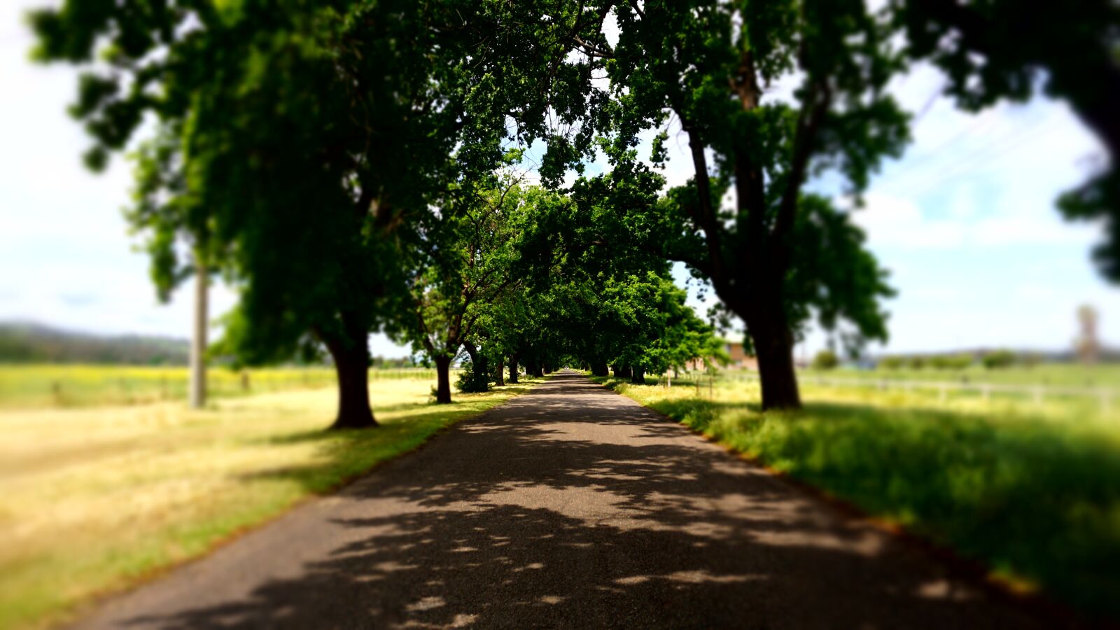 Sony a6000 sample photo. Country, road, trees photography