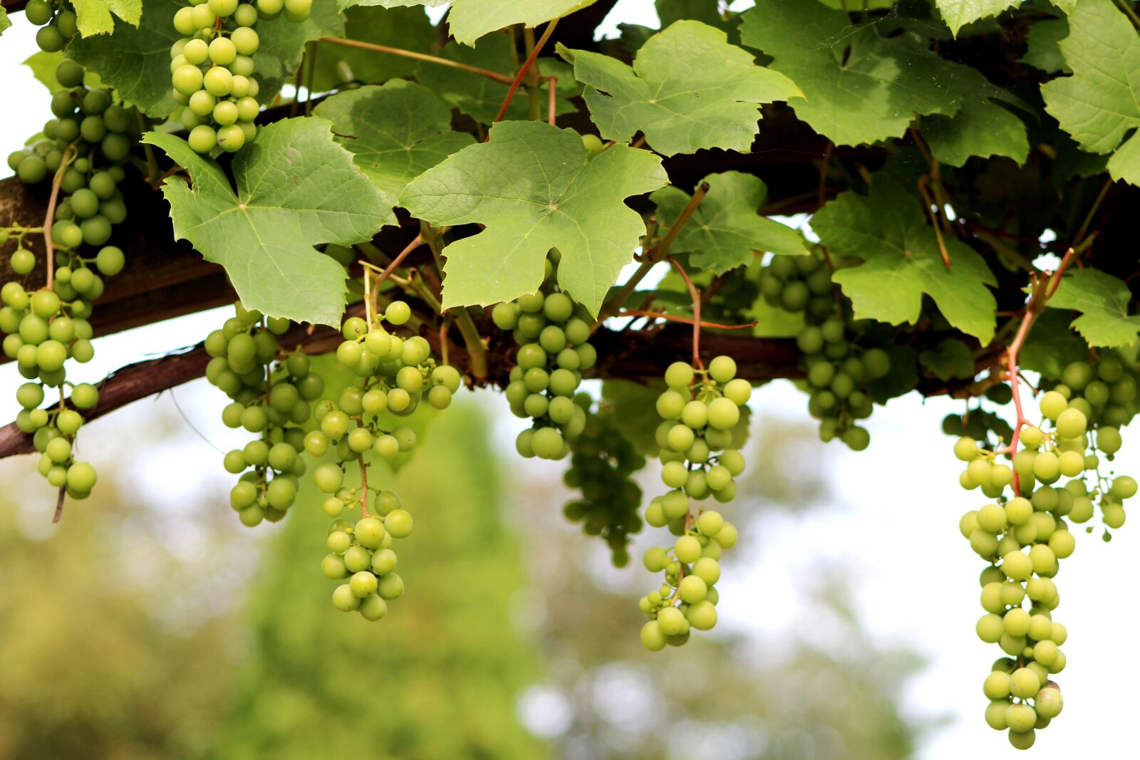 Canon EOS 600D (Rebel EOS T3i / EOS Kiss X5) sample photo. Grape, vitis vinifera, climber photography